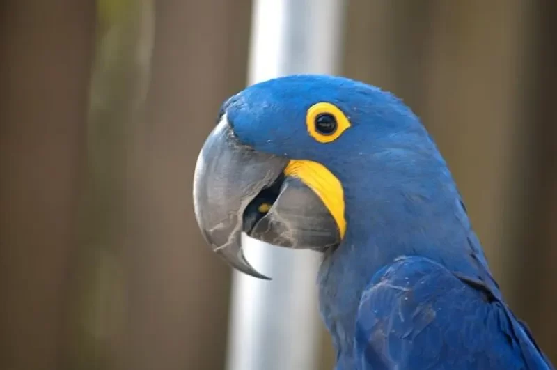 Loro Azul