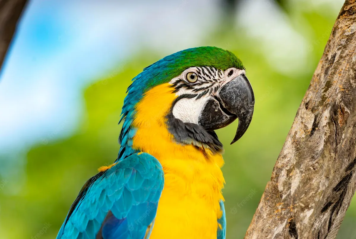 Loro Guacamayo